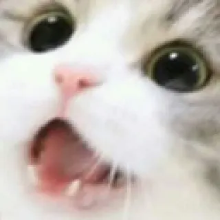 😋 656ddd02 Katze, Meme, Schockiert, Tier, Haustier, Lustig telegram sticker