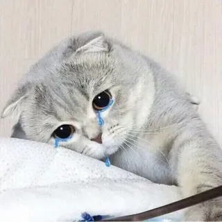 😭 687567f3 Katze, traurig, weinend, Tränen, Tier telegram sticker