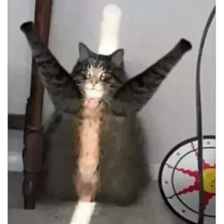 🐈 6bb0bf61 Katze, Sonnenstrahl, lustig, Tiere, Hauskatze, Haustier telegram sticker