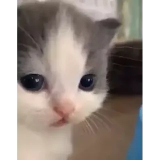 🐈 777cc999 Kätzchen, Katze, Tier, Haustier, süß telegram sticker