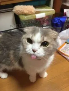 🙂 7a2390c7 Katze, Tier, Haustier, süß, Zunge telegram sticker