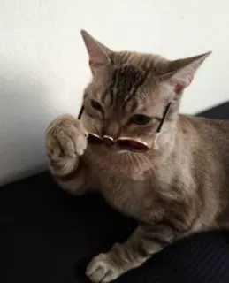 😎 951a626b Katze, Brille, Tier, Haustier, Katzenartig telegram sticker