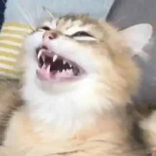 😂 9ba7c81b Katze, wütend, Tier, Haustier, Katzenartig, Zähne, lustig telegram sticker