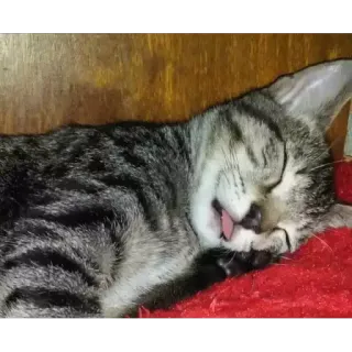 😴 bed5d322 Katze, Kätzchen, schlafend, Tier, Haustier, süß, Zunge telegram sticker