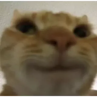 🐈 c27cf96f Katze, Tier, Meme, orange Katze, lustig telegram sticker