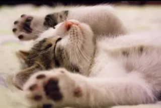 😴 c7ea9df8 Katze, schlafend, süß, Tier, Kätzchen, Haustier telegram sticker