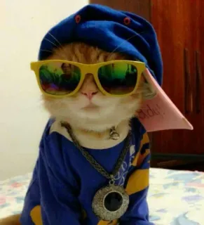 😎 c9adc4b5 Katze, Sonnenbrille, Tier, Haustier, Stil, Cool telegram sticker