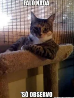😒 c9c99486 FALO NADA
SÓ OBSERVO Katze, beobachten, Meme, lustig, Haustier telegram sticker