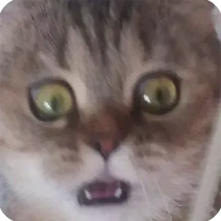 😳 cba2b0c3 Katze, Tier, Haustier, Meme, Lustig telegram sticker