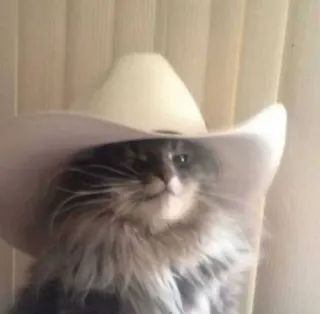 🐈 d07eaf1b Katze, Cowboyhut, Tier, Haustier, lustig telegram sticker