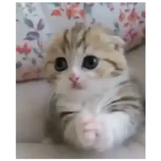 🐈 d6af2d5e Katze, Kätzchen, süß, Tier, Haustier telegram sticker