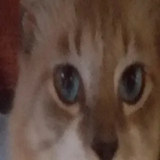 🐈 e6603570 Katze, Tier, Haustier, blaue Augen, Katzenartig telegram sticker