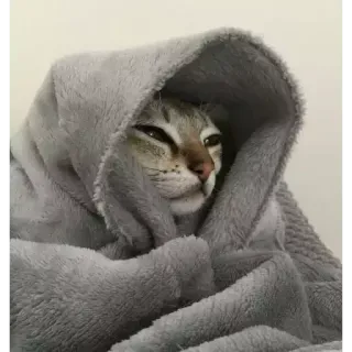 🐈 f3e0edec Katze, Decke, Tier, Haustier, süß, kuschelig telegram sticker