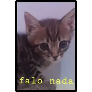 😶 fb44fa80 falo nada Katze, Kätzchen, süß, Tier, Haustier telegram sticker