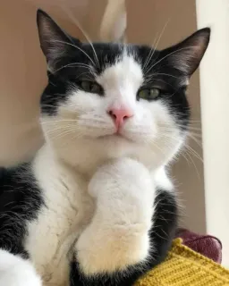 🤨 003d8821 고양이, 턱시도 고양이, 동물, 애완 동물, 귀여운, 생각하는, 포즈 telegram sticker