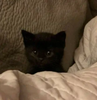 🥺 134cf321 새끼 고양이, 고양이, 검은 고양이, 애완 동물, 동물, 귀여운 telegram sticker