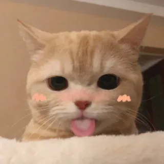 ☺️ 220a265f 고양이, 귀여운, 동물, 애완동물, 새끼 고양이, 웃긴, 메롱 telegram sticker