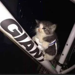 🚲 34707dcf GIANT 고양이, 새끼 고양이, 자전거, 동물, 귀여운, 애완동물 telegram sticker