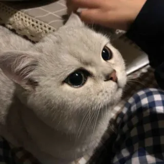 😔 423c1c12 고양이, 애완동물, 동물, 귀여운, 집고양이, 하얀 고양이, 회색 고양이 telegram sticker