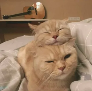 💘 489f5d11 고양이, 고양이들, 새끼 고양이, 동물, 동물들, 애완동물, 반려동물, 귀여운 telegram sticker