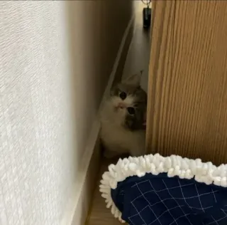 🙃 5cdc9f64 고양이, 귀여운, 새끼 고양이, 애완 동물, 숨어있는 telegram sticker