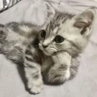 🧐 6c41b379 새끼 고양이, 고양이, 귀여운, 동물, 애완 동물, 가축 telegram sticker