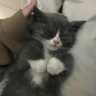 😴 6d9302b3 고양이, 새끼고양이, 자는, 동물, 귀여운 telegram sticker