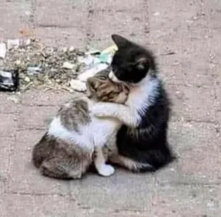 🫂 727bacf3 고양이, 새끼 고양이, 포옹, 동물, 귀여운 telegram sticker