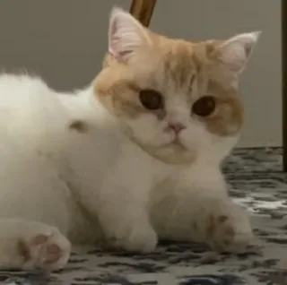 😳 7d982914 고양이, 애완동물, 동물, 고양이과, 집고양이, 포유류 telegram sticker