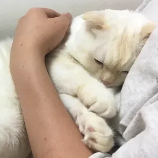 😔 7dc80130 고양이, 애완동물, 동물, 졸린, 귀여운, 흰 고양이, 반려동물, 털 telegram sticker