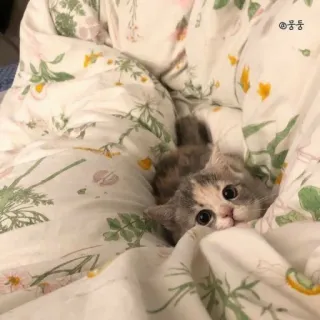 😊 846e6628 고양이, 새끼 고양이, 귀여운, 동물, 애완 동물, 담요 telegram sticker