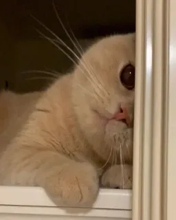 🤕 949516f7 고양이, 애완동물, 동물, 귀여운, 가정, 고양이과 telegram sticker