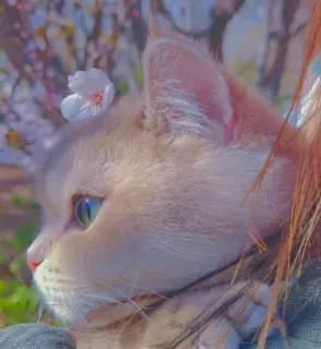 🌸 95dd33c2 고양이, 꽃, 동물, 애완동물, 새끼 고양이, 귀여운, 봄, 자연 telegram sticker