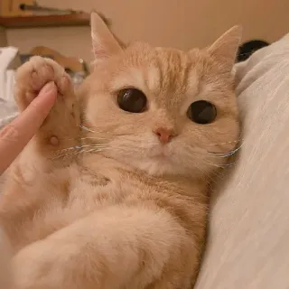 🖐 d79d608b 고양이, 귀여운, 동물, 애완동물, 고양이과, 새끼고양이, 사랑스러운 telegram sticker