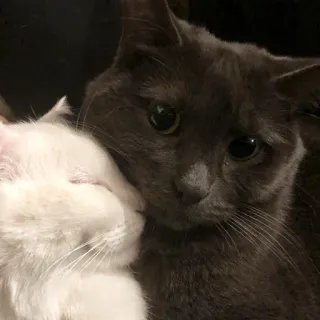 ❤️ eaecb7e9 고양이, 새끼 고양이, 애완 동물, 동물, 귀여운, 고양이과, 집고양이, 애완동물 telegram sticker