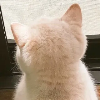 🐱 edd936fb 고양이, 애완동물, 동물, 가축, 고양이과, 집고양이 telegram sticker