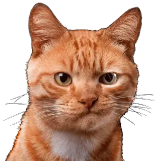 😠 11ff51e1 chat, tigré roux, animal de compagnie, animal telegram sticker