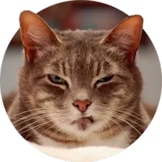 😾 18eb57c3 chat, animal, mème, drôle, animal de compagnie, expression, sticker telegram sticker