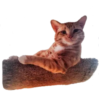 😎 20d106c2 chat, animal, animal de compagnie, mignon, domestique, félin telegram sticker