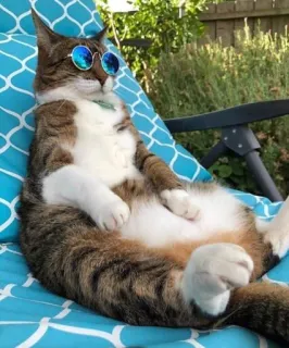 😎 27e264ea chat, lunettes de soleil, détente, chaise, animal, animal de compagnie, cool, animal domestique telegram sticker