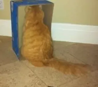 Gatitos 🐱 telegram stickers