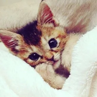 🙂 3d7e8e66 chat, chaton, mignon, animal, animal de compagnie, couverture telegram sticker