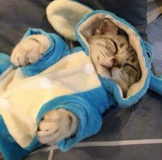 😴 525057c4 chat, chaton, dormir, animal, animal de compagnie, mignon, pyjama telegram sticker