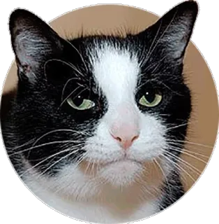 😒 5b8d29aa chat, chat tuxedo, animal, animal de compagnie, mammifère, animal domestique, félin, noir et blanc telegram sticker