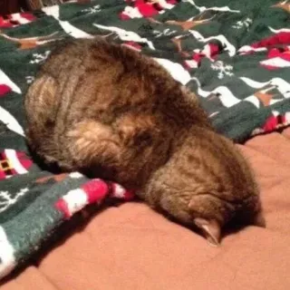 🙈 6f88aab0 chat, animal, dormir, chat domestique, animal de compagnie, félin telegram sticker