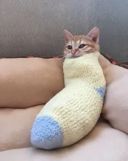 😶 7187eaf6 chat, chaussette, chaton, mignon, drôle, animal, animal de compagnie telegram sticker