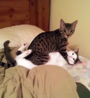 😾 736970f0 chat, chats, animal, animaux, animal domestique, animal de compagnie telegram sticker