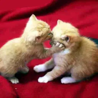 😽 83f84dcf chatons, chats, jouer, bagarre, mignon, animaux telegram sticker