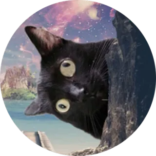 😐 8b4a3bd2 chat, chat noir, animal, drôle, mème telegram sticker