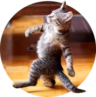 🚶 8ff6d39d chat, marche, animal, animal de compagnie, drôle, mème telegram sticker